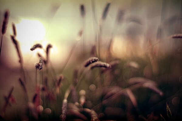 Gras bei Sonnenuntergang