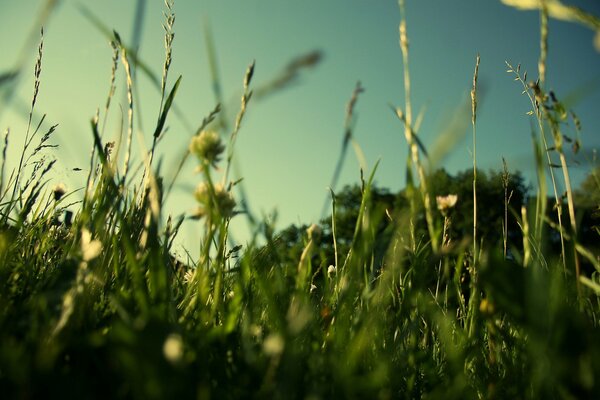 Hierba verde en el campo en verano