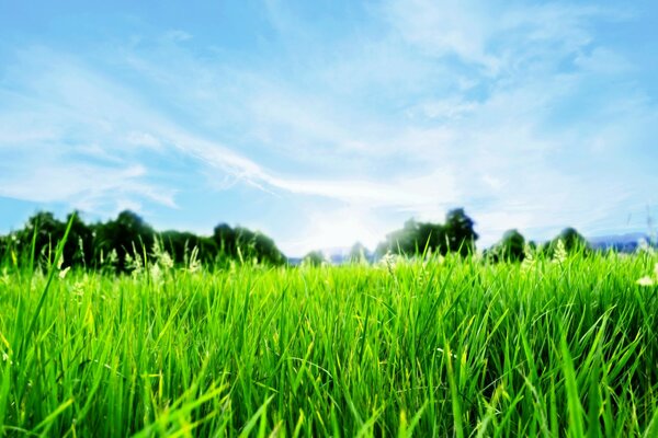 Herbe de printemps et ciel bleu clair