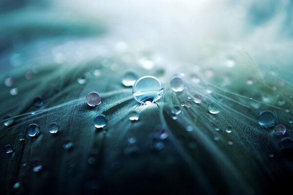 Large water droplets on the feathers