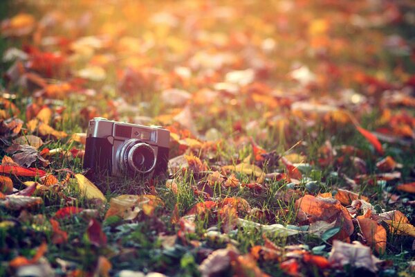 A camera in the autumn rays of the sun on the grass