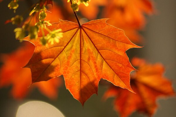 Maple leaves illuminated by sunlight