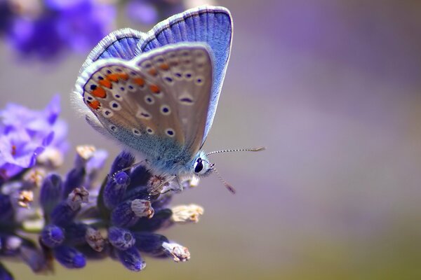 Ein erstaunlicher Schmetterling auf einer schönen Blume
