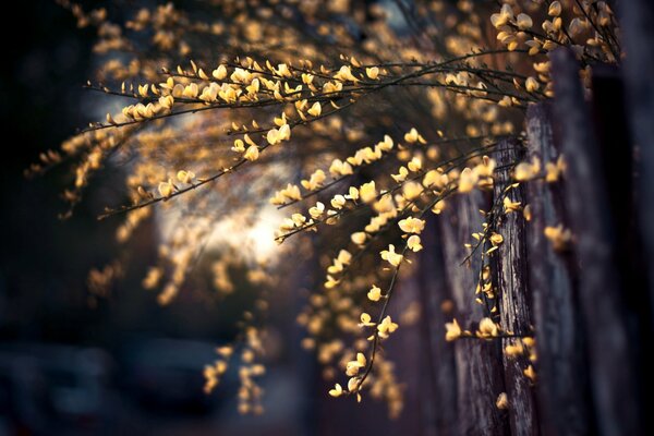 Les branches à travers la clôture s étendent vers le soleil