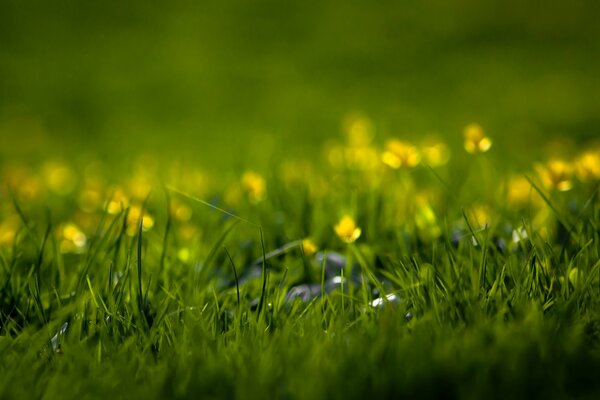 Champ vert avec des fleurs jaunes