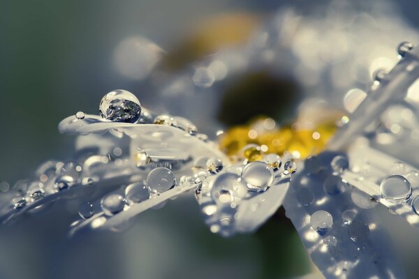 Macro dew drops on chamomile