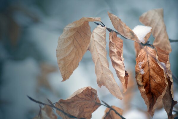 Der Herbst und die Kälte sind gekommen, die Bäume bereiten sich auf den Winter vor