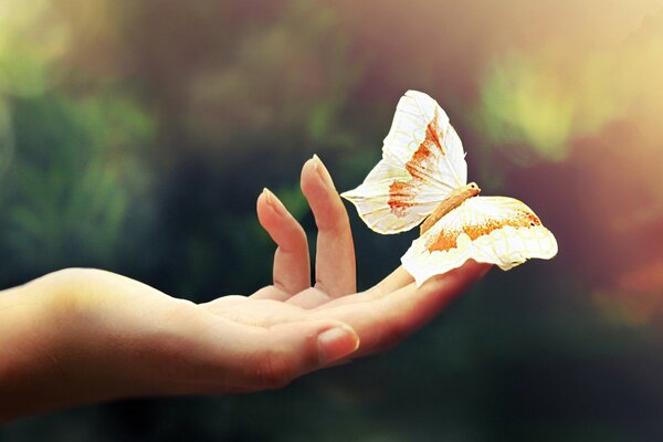 A beautiful butterfly sits on the finger of the hand