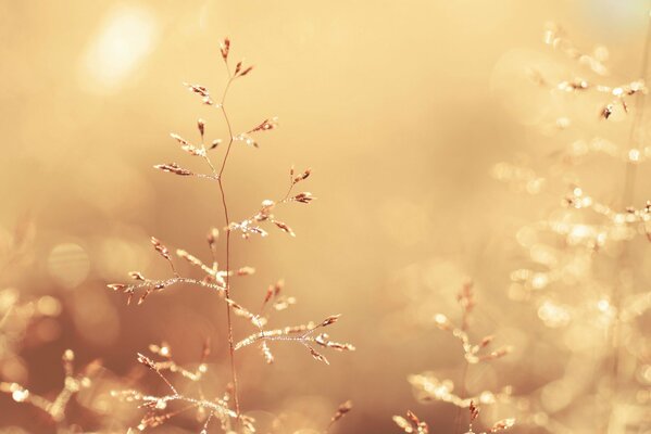 The golden stems of the plants shimmer in the rays of the sun