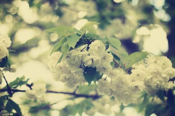 Snow-white flowers on a branch in spring