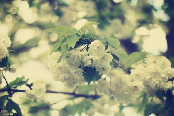 Flores blancas como la nieve en una rama en primavera