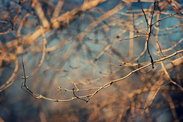 Tree branches are bare in spring