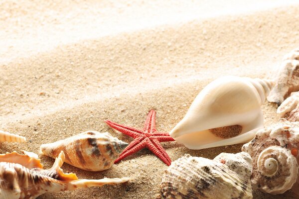 Coquillages sur le sable blanc