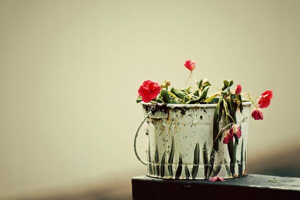 Red flowers in a beautiful bucket