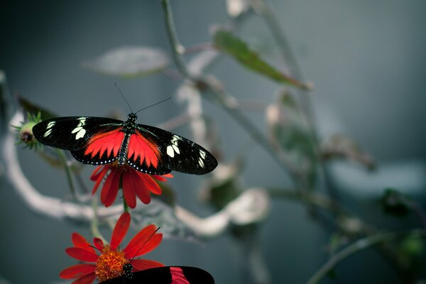Beau papillon assis sur une fleur cramoisi