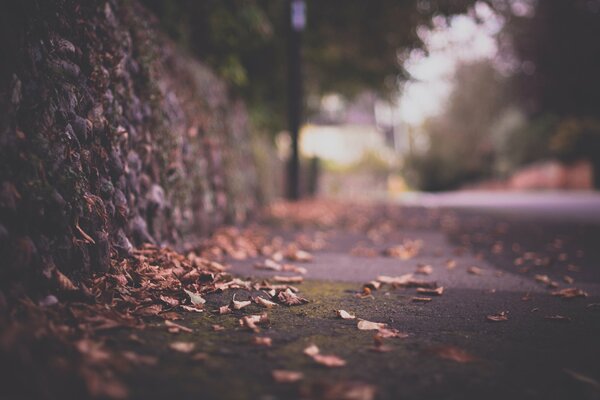 Autumn sidewalk with leaves near