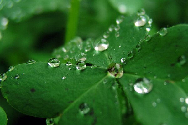 Gocce di rugiada su una foglia verde