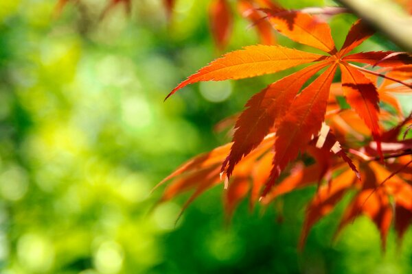 Bella foglia d autunno su sfondo verde