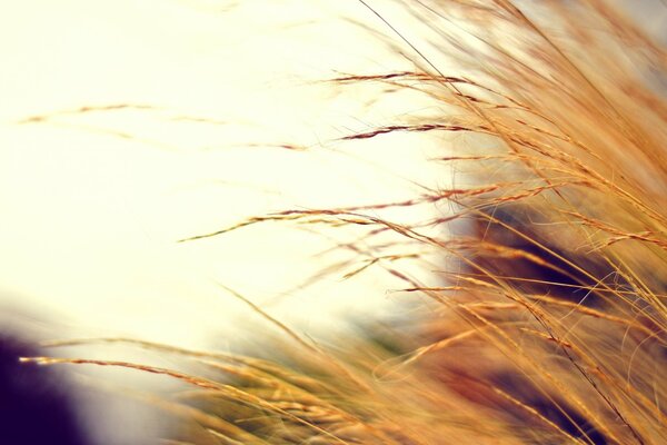 Autumn dry grass in the photo