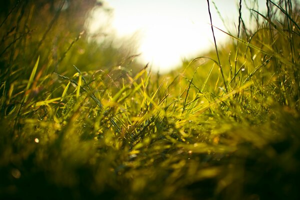 Blick auf grünes Gras im Morgengrauen