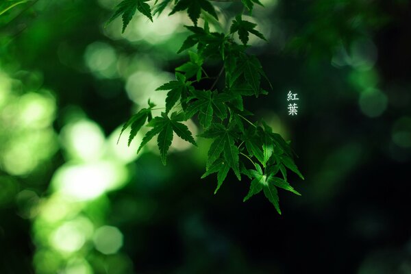 Hojas verdes en el bosque