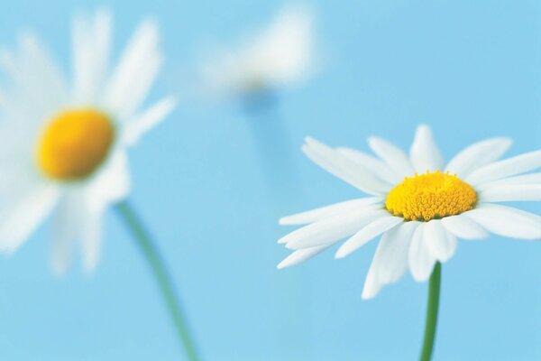 Dazzling white daisies on a blue background