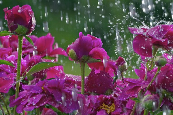 A clearing with pink flowers under raindrops