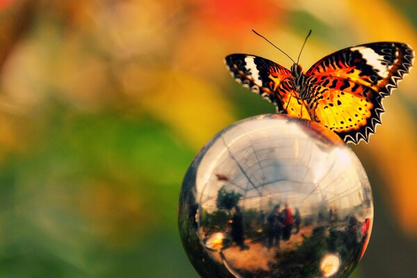 Mariposa en la bola de plata