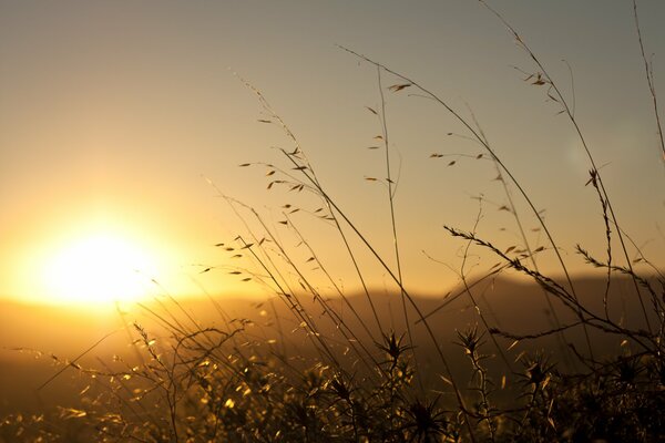 The dawn bright sun. Morning in the field