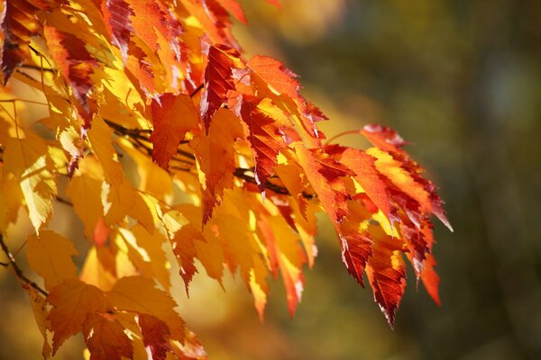 Autumn leaves on a branch