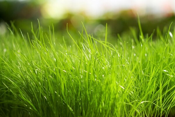 Verde brillante hierba jugosa primer plano