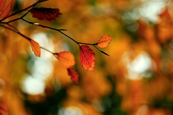 Macro photography of an autumn branch with yellow leaves