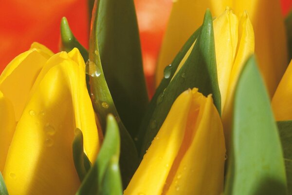 A bouquet of yellow tulips. Large yellow tulip buds