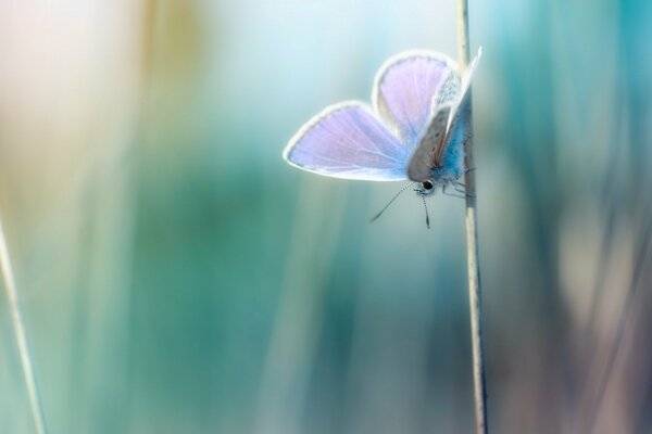 Makro motyl na źdźble trawy, tapety na pulpit