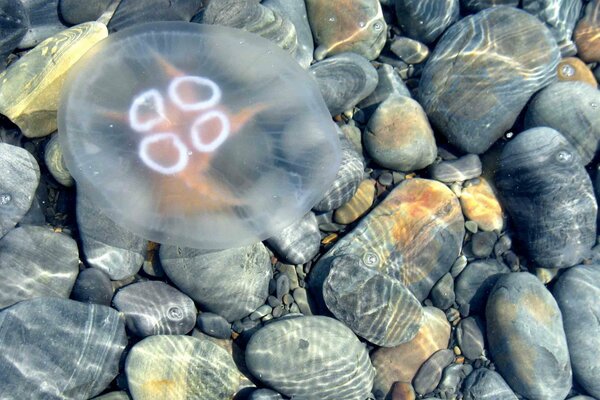 Jellyfish in the water on the background of stones