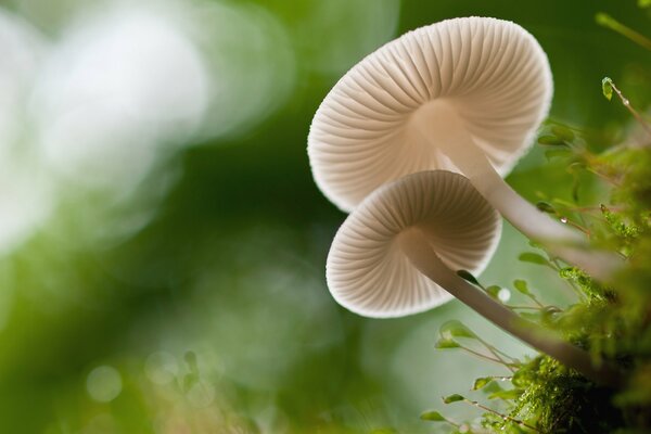 Macro photo. Mushrooms in the forest