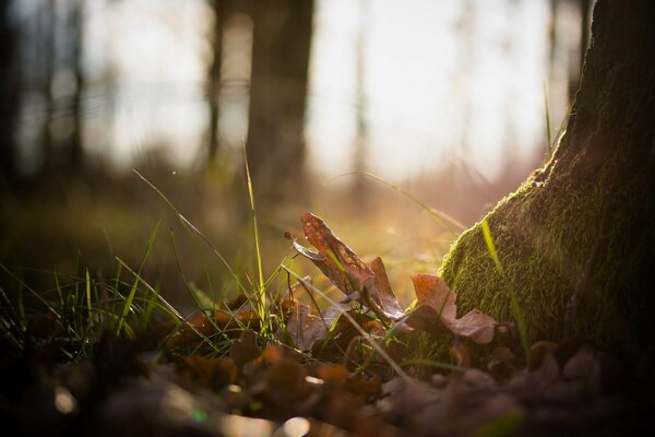 Herbstlaub, Foto des Herbstbaums