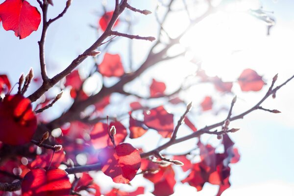 Hojas rojas de otoño. Rayos de sol en las hojas rojas