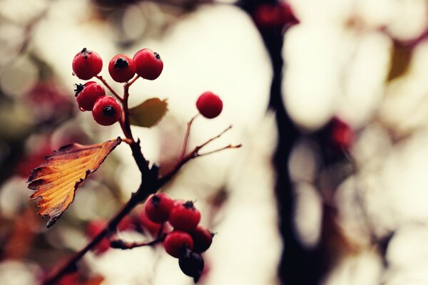 Quindi è arrivato l autunno... sorbo rosso