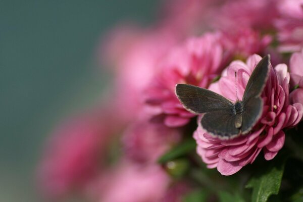 На розовых цветах сидит бабочка