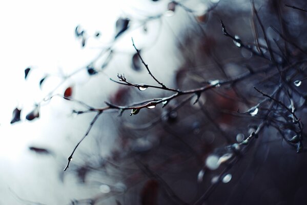 Macro shooting of branches with raindrops