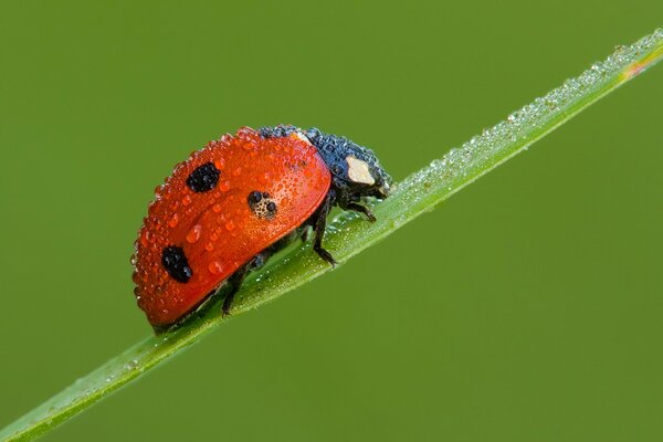 Ladybug on the field after the rain