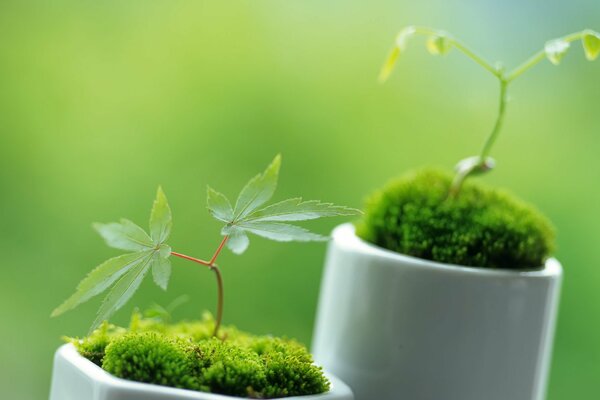 Fotografía macro de plantas. La belleza de la naturaleza