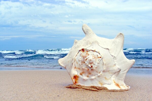 Makrofoto von Muscheln am Strand