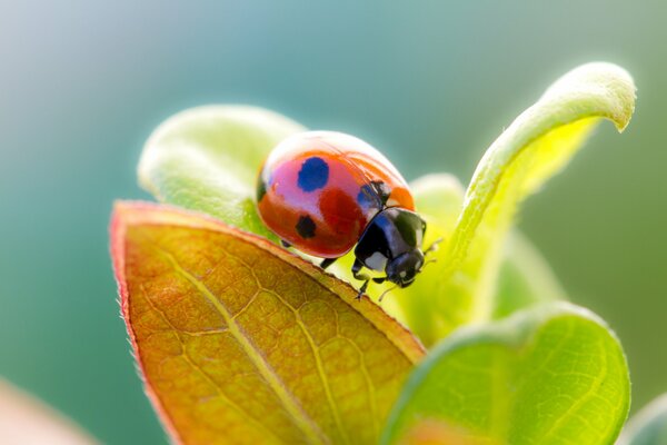 Coccinelle sur les feuilles sur une journée ensoleillée