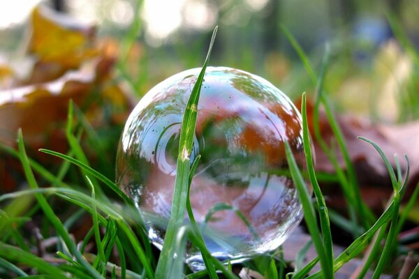 Reflejo de la hierba y los árboles en una burbuja de jabón