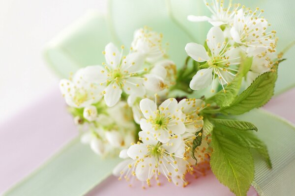 Blooming white cherry branch. Macro