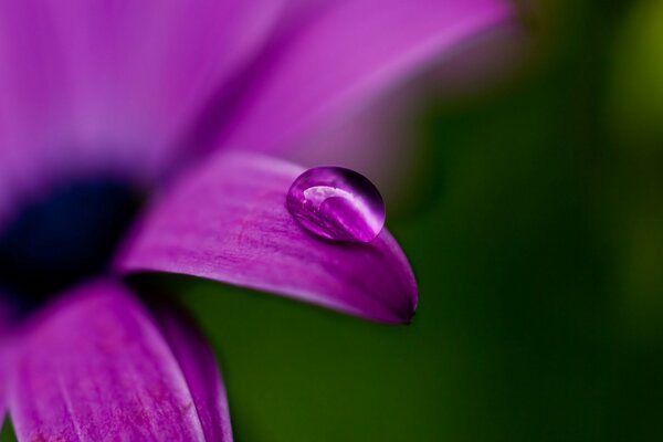 Purple flower with a drop of dew on the petal. Macro shooting