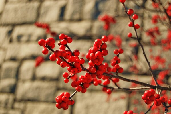 Grappe de baies rouges sur fond de mur de briques