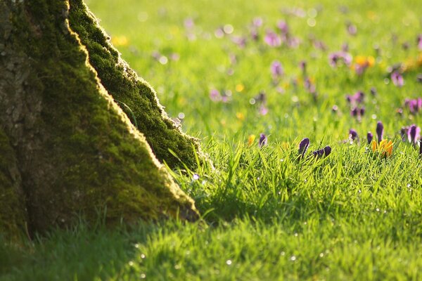 A tree in the grass next to flowers